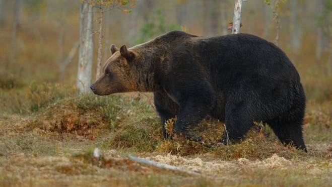 old 130611 Пострадавших от нападения медведя отправили спецбортом в Москву