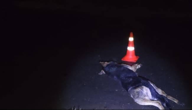 old 130673 В Рузаевском районе водитель задавил собаку и покалечил женщину с ребенком