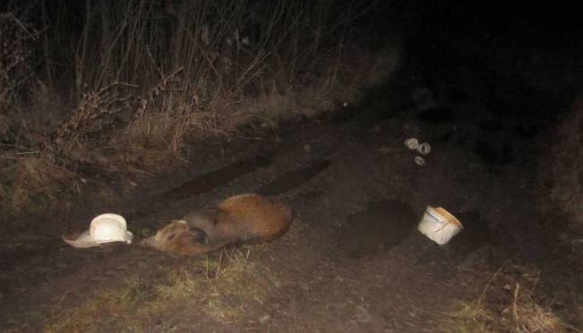 old 130896 В Мордовии поймали браконьера, застрелившего кабана