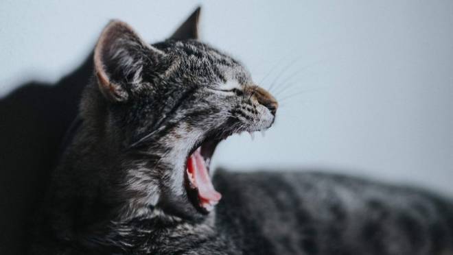 old 131306 СМИ рассказали, что стало с москвичкой, которую заперли на балконе ее коты-садисты