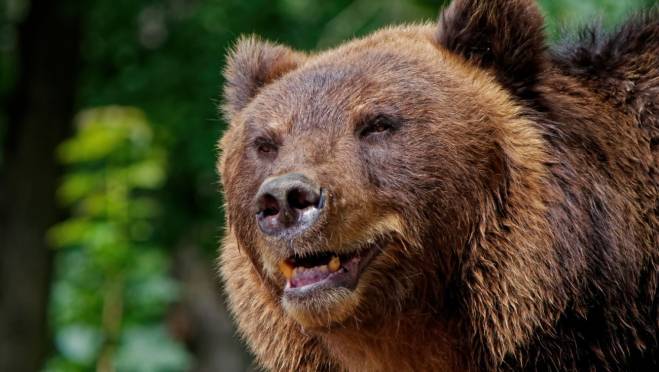 old 131413 В Крыму женщина покормила медведя и лишилась части пальца