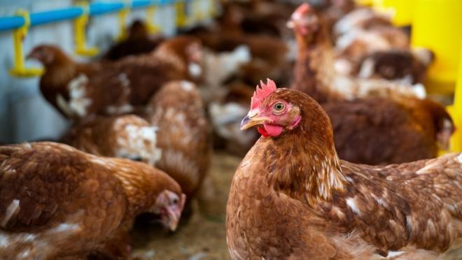 old 131555 Назван самый быстро растущий в цене продукт питания в России