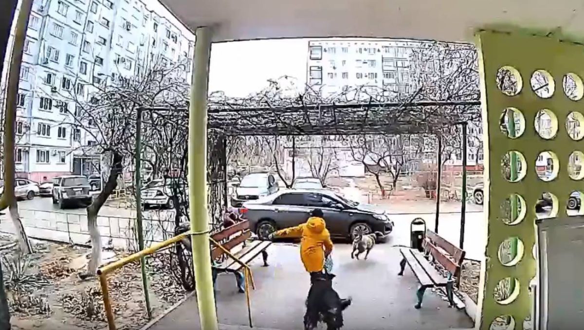 В Волгограде 9-летнего ребенка едва не растерзали бездомные собаки