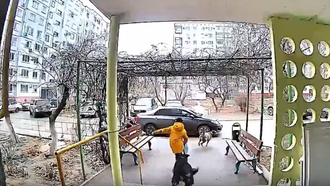 В Волгограде 9-летнего ребенка едва не растерзали бездомные собаки 8 В Волгограде 9-летнего ребенка едва не растерзали бездомные собаки old 132182 В Волгограде 9-летнего ребенка едва не растерзали бездомные собаки