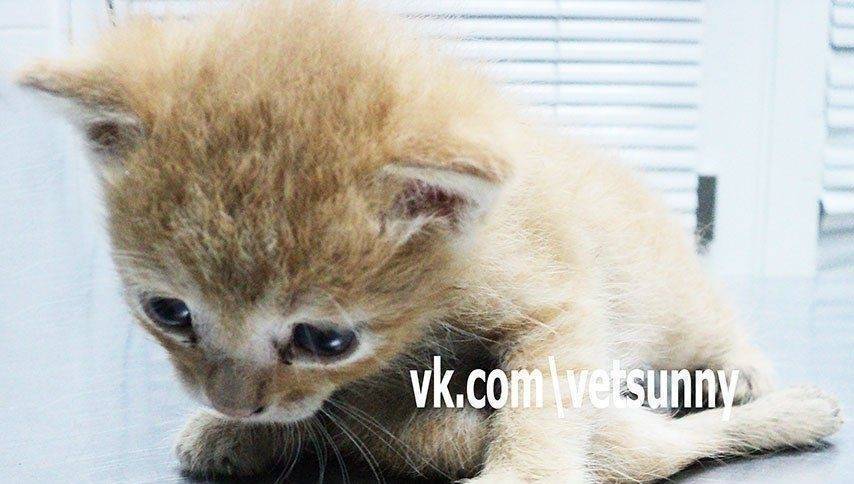 old 132652 В Казани родилась шестилапая кошечка