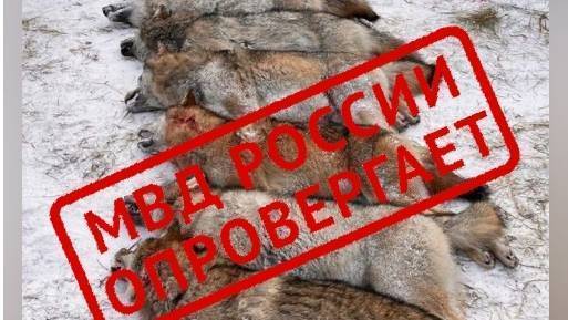 old 133065 В полиции заявили, что в Мордовии стая волков не нападала на ребенка