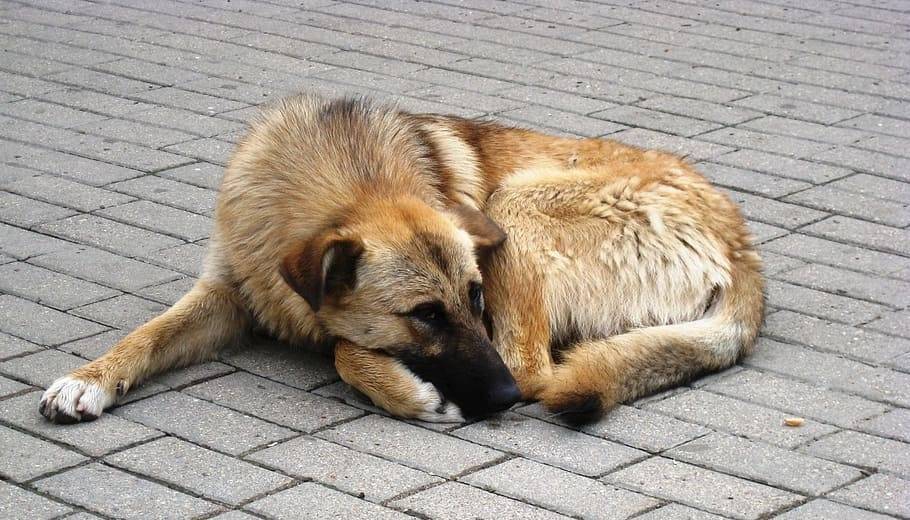 old 133324 В Саранске собаки искусали двух детей