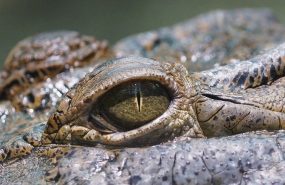 1df2e7baf154f43819c78abaa41b2e24 Женщина бревном отбила мужа у крокодила