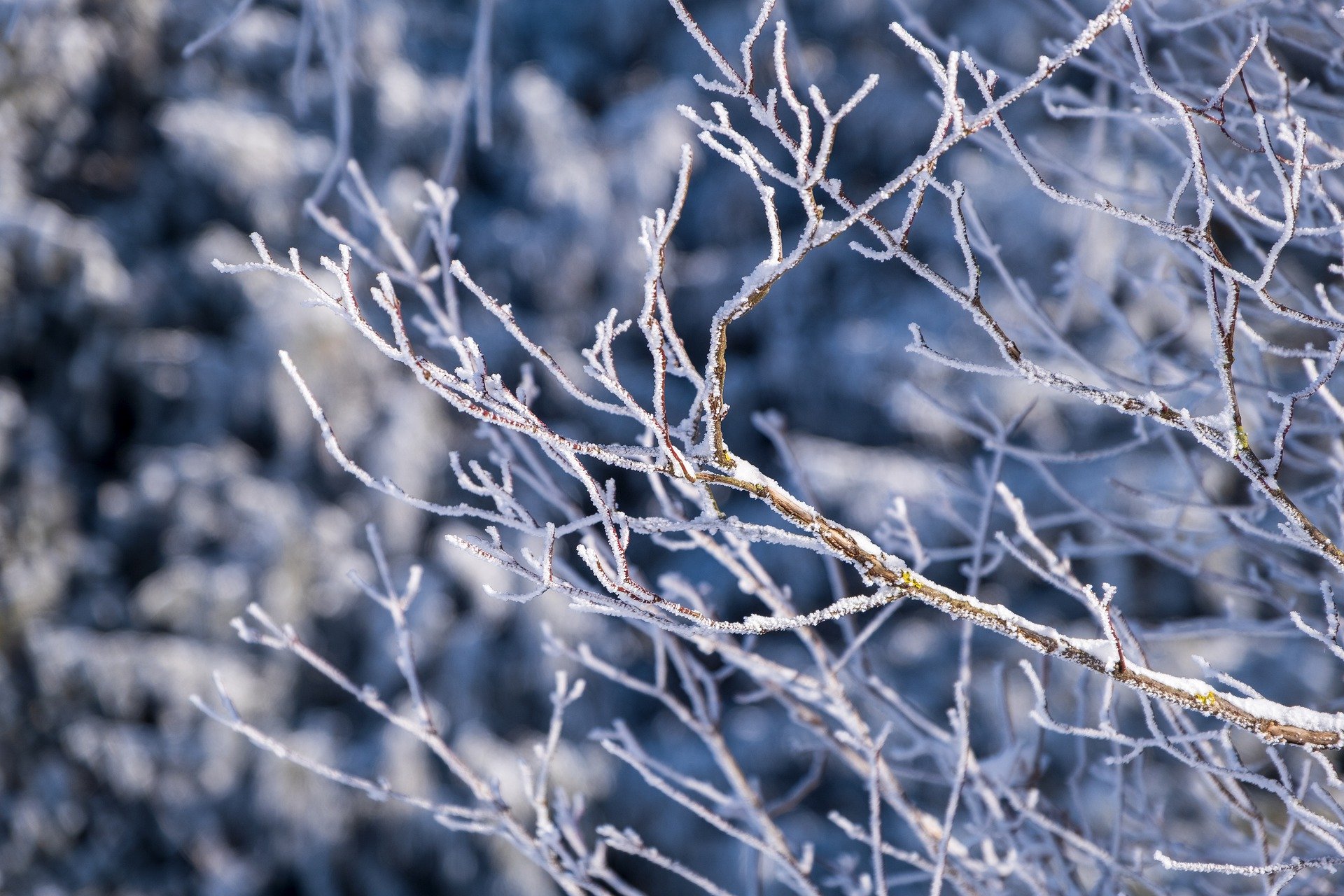 branches g70a9e4d2e 1920 В Мордовию никак не придет весна