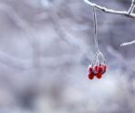 1e4c46da5e0b94d6711b12404c5356e2 Аномальные холода накроют некоторые регионы России