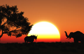 4710 Эксперты рассказали, как не заболеть лихорадкой при поездке в Африку