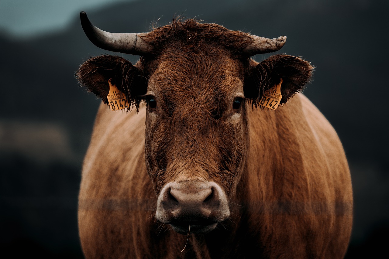 cow 5608144 1280 Сектанты в Иерусалиме готовят жертвоприношения, чтобы приблизить конец света
