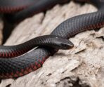 red bellied black snake 6749361 1280 Россиян ждет нашествие ядовитых змей