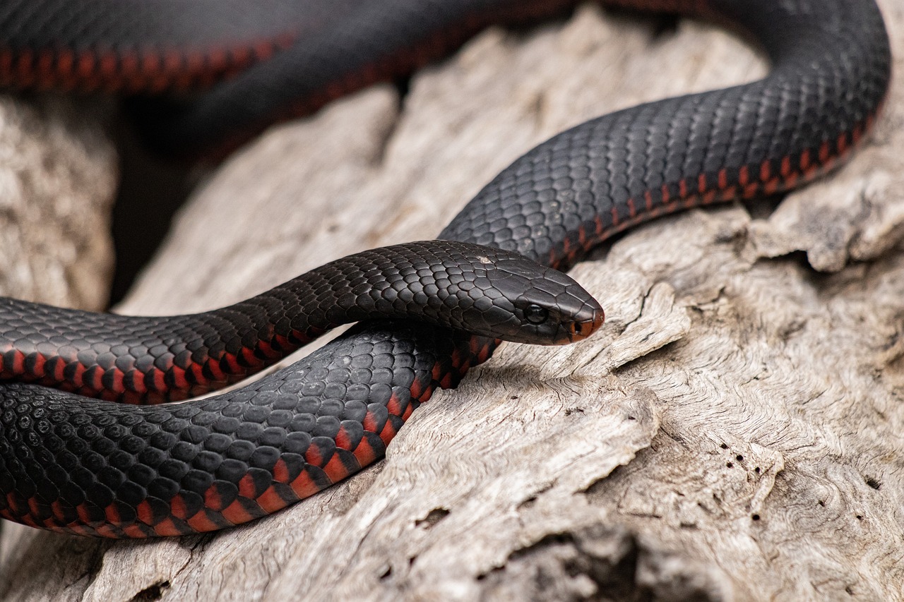 red bellied black snake 6749361 1280 Россиян ждет нашествие ядовитых змей