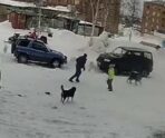 d21c2d33006743b54ed749c97c7f0756 Стая бешеных псов напала на 11-летнюю школьницу