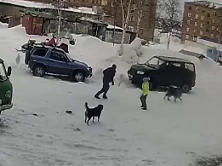 d21c2d33006743b54ed749c97c7f0756 Стая бешеных псов напала на 11-летнюю школьницу
