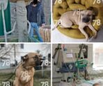 pitbul razorval В сети появилось фото питбуля, разорвавшего лицо маленькой девочке в Петербурге: собаку требуют застрелить
