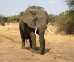 elephant 114543 1280 Слон вытащил туристку из машины и жестоко с ней расправился
