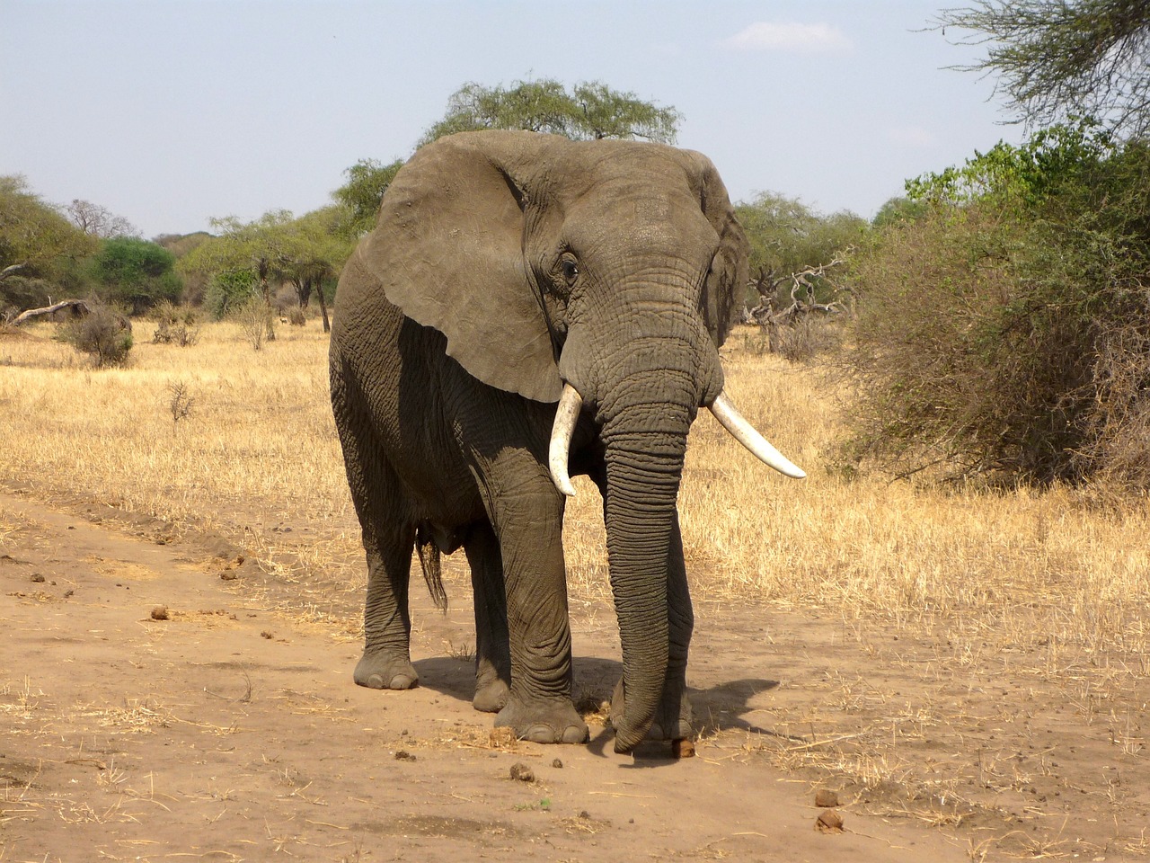 elephant 114543 1280 Слон вытащил туристку из машины и жестоко с ней расправился