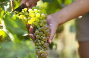 izobrazhenie whatsapp 2024 06 07 v 15.00.11 64912abb Шипучий сезон: производство игристых вин в России в 2024 году превысит 16 млн дал