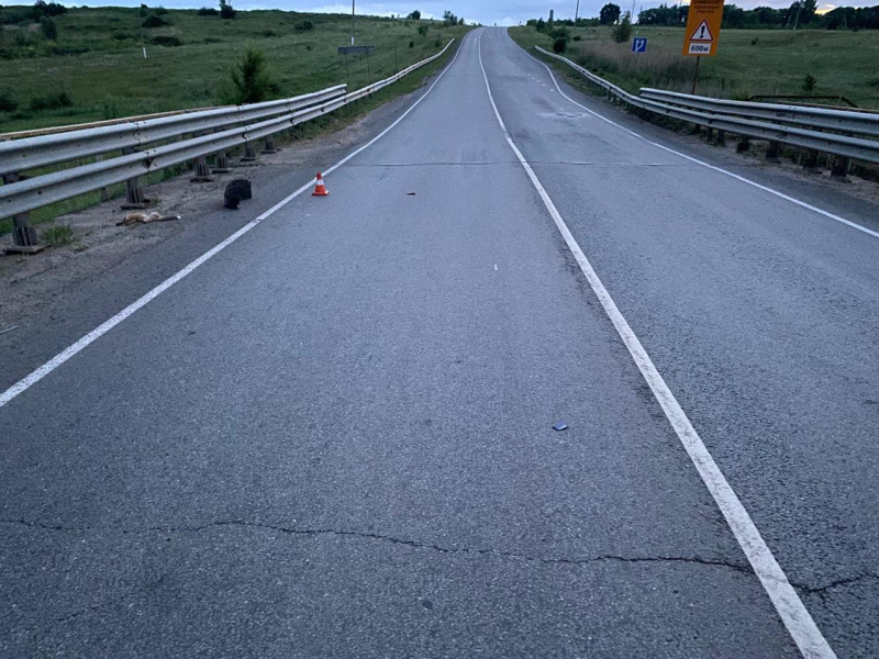 lyambirskiy 19.06.2 800x600 1 В Мордовии девушка на иномарке сбила лису и влетела в отбойник