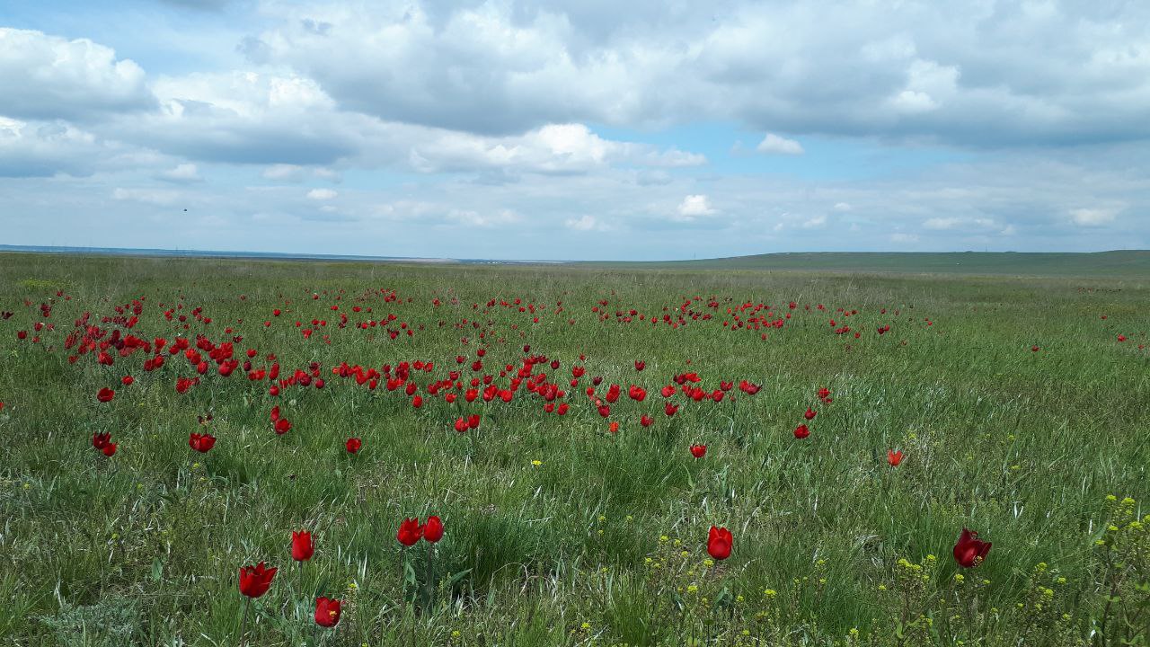 photo 2024 05 03 09 11 57 Жители Мордовии посетили Фестиваль тюльпанов в Калмыкии