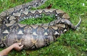 piton В Индонезии 5-метровый питон заживо сожрал мать четверых детей