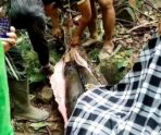 piton sel zhenschinu В сети появились жуткие снимки женщины, заживо съеденной огромным питоном в Индонезии
