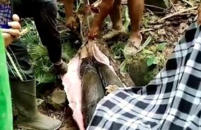 piton sel zhenschinu В сети появились жуткие снимки женщины, заживо съеденной огромным питоном в Индонезии