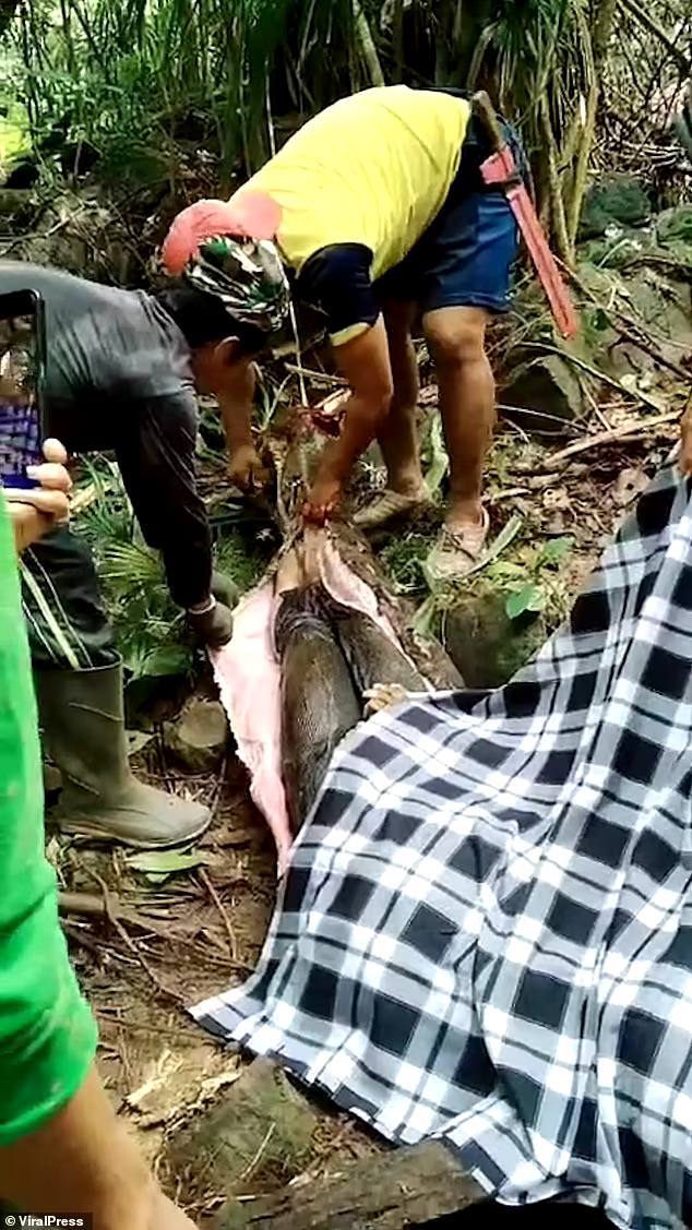piton sel zhenschinu В сети появились жуткие снимки женщины, заживо съеденной огромным питоном в Индонезии