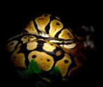 ball python 227584 1280 Гигантский питон живьем съел женщину