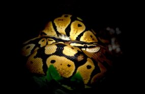 ball python 227584 1280 Гигантский питон живьем съел женщину