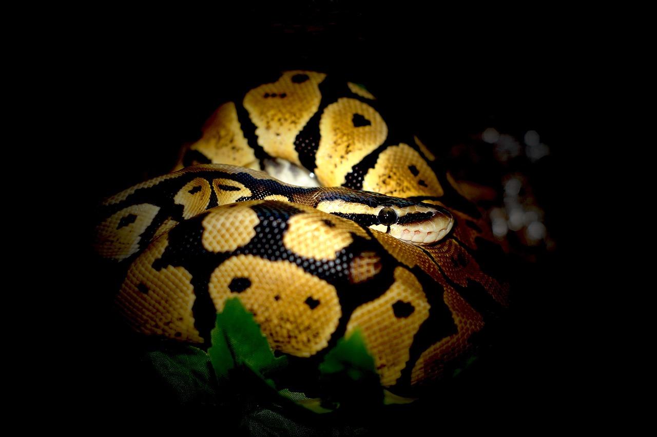 ball python 227584 1280 Гигантский питон живьем съел женщину