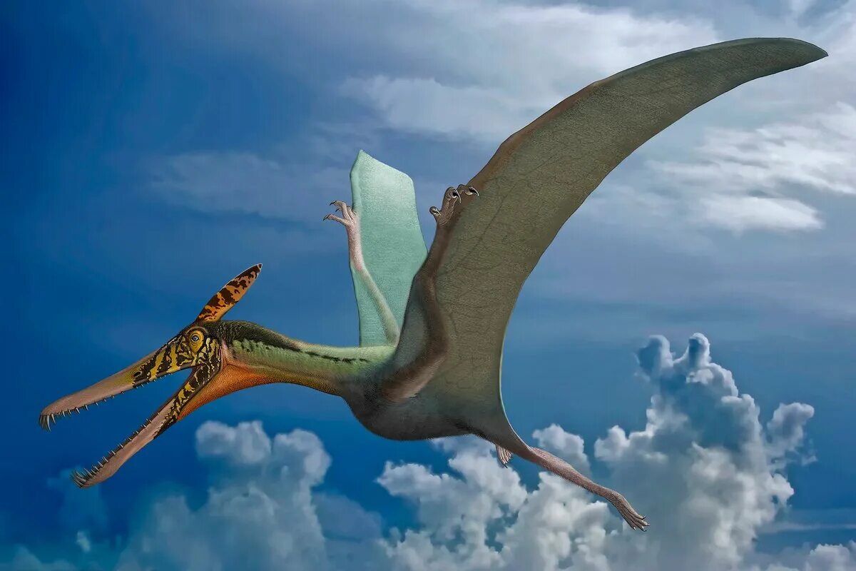 pterodaktil "В Ленобласти завелись птеродактили!": люди сняли на видео полет необычной птицы