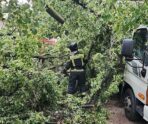 zavalilo derevo2 Железнодорожная авария под Петербургом: на пути рухнуло сваленное ветром дерево