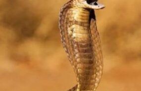 zmeya ukusila a on ee sel e1739233904690 В Индии ядовитая змея укусила мужчину, а он ее за это сожрал