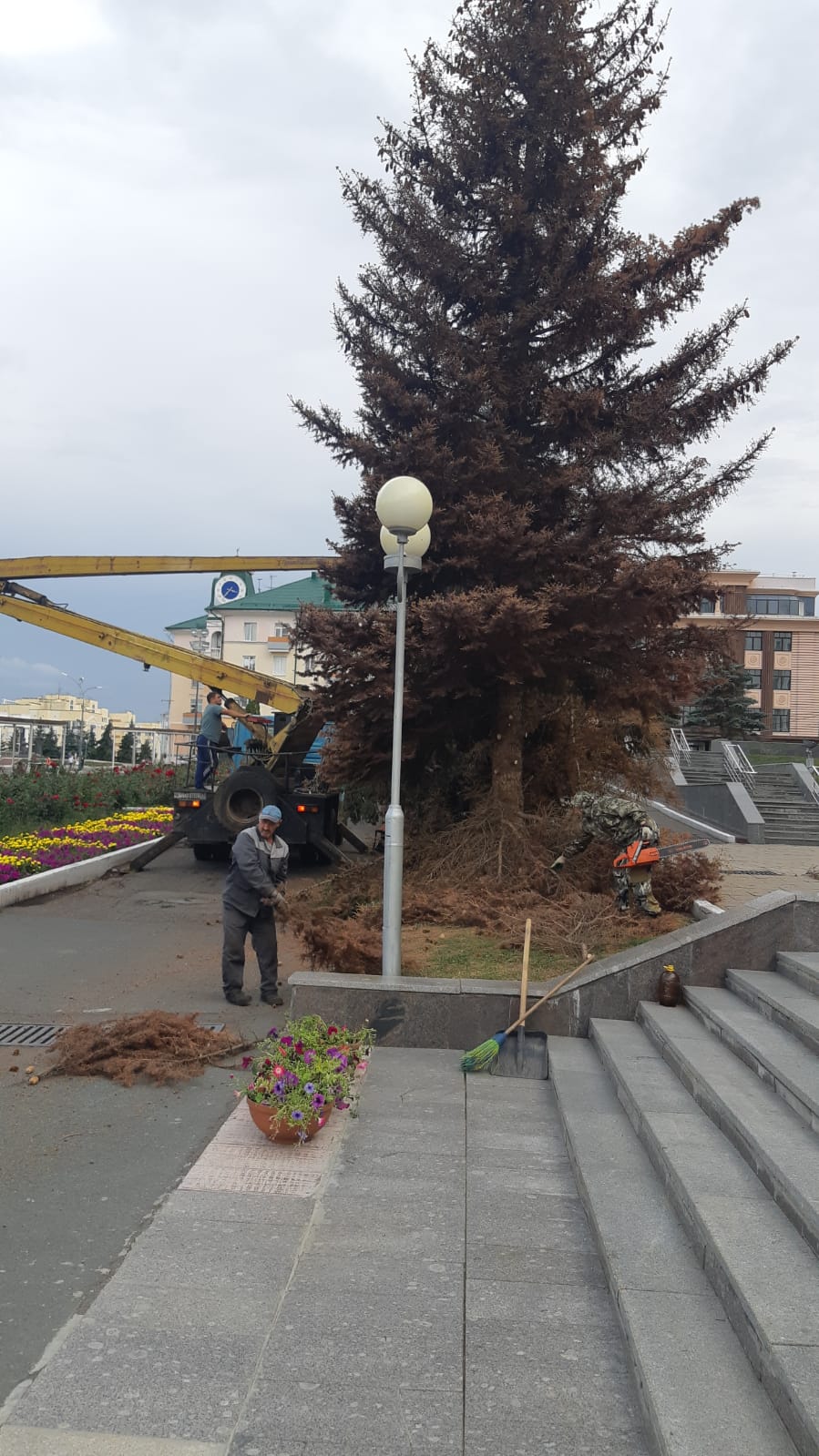 145d0525 6253 4ade b847 2d7e03660c57 В центре Саранска вырубят ели