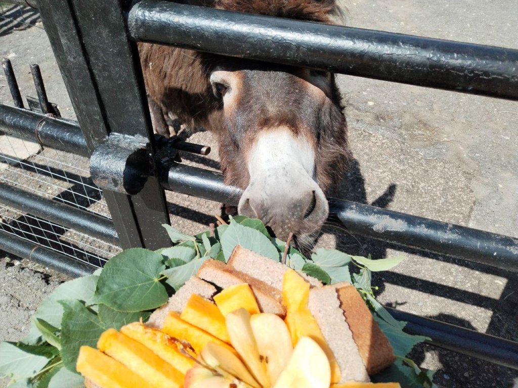 88f641cf 890c 4203 ad08 dfd0c9be2c26 Жителей Мордовии приглашают поделиться урожаем с обитателями зоопарка