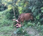 В сети появилось видео, как голый россиянин в Таиланде пытался изнасиловать корову 4 В сети появилось видео, как голый россиянин в Таиланде пытался изнасиловать корову hotel iznasilovat korovu v tae В сети появилось видео, как голый россиянин в Таиланде пытался изнасиловать корову