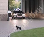 chernaya koshka i putin e1726442862608 В сети появилось видео того, как черная кошка из Петербурге побоялась перебежать дорогу перед кортежем Путина  