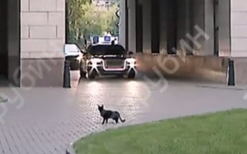 chernaya koshka i putin e1726442862608 В сети появилось видео того, как черная кошка из Петербурге побоялась перебежать дорогу перед кортежем Путина  