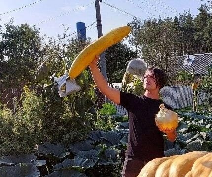 gigantskaya tykva e1726354988811 В сети появилось видео тыквы в 817 кг, выращенной в Подмосковье, а гигантскую кукурузу мечтают купить все секс-шопы России