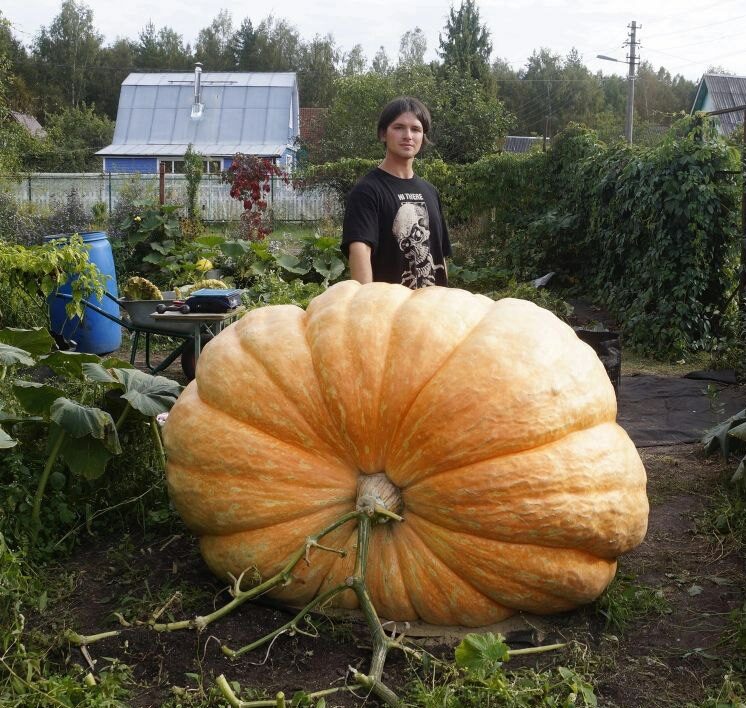 gigantskaya tykva glavnaya e1726354159783 В Книгу рекордов России внесли тыкву из Подмосковья весом в 817 кг