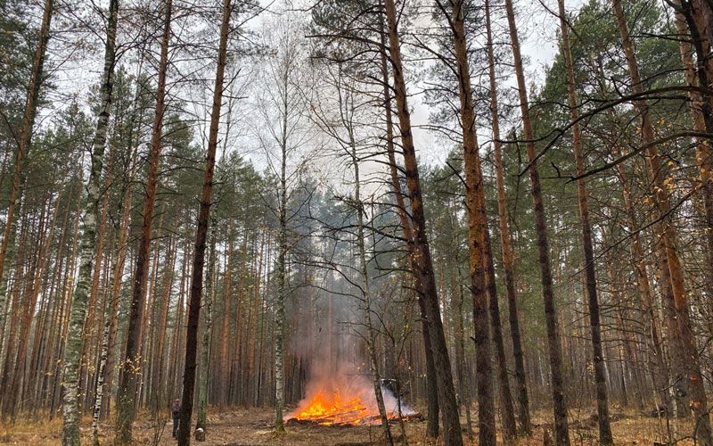 koser v lesu 1 1 В Мордовии действует чрезвычайный 5 класс пожарной опасности