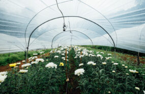 10749 Армированная пленка для теплиц — отличное решение для защиты растений