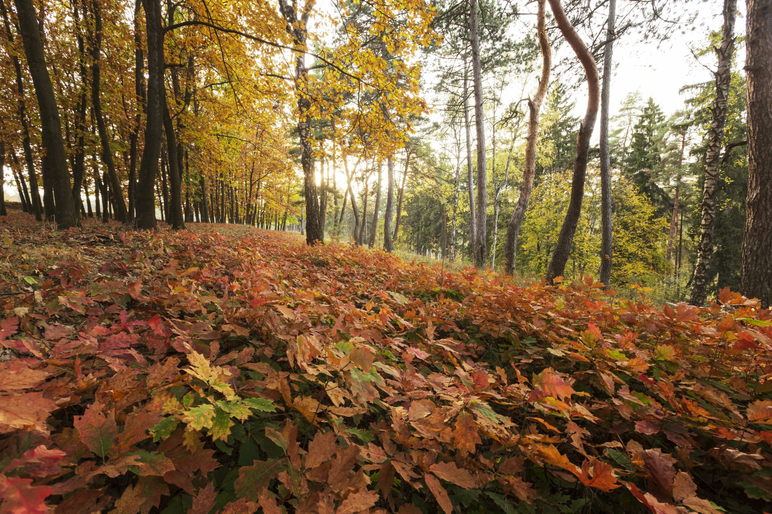 peaceful beautiful landscape daylight scaled В Мордовии с 23 по 28 октября объявили оперативное предупреждение