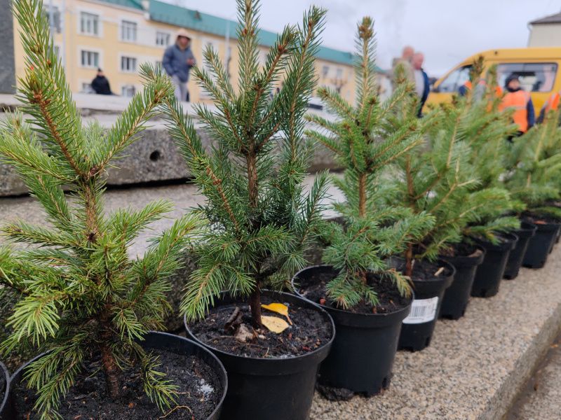 img 20241108 115951 В Рузаевке высадили голубые ели