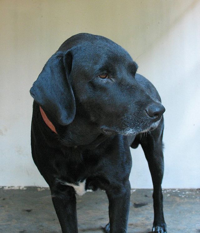 labrador blacky Владимир Путин извинился перед Меркель за инцидент с собакой