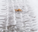 autumn leaf snow tire tracks В Мордовии резко потеплеет