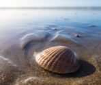 фото: pxhere.com/СС0